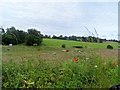 Cattle and hedge row flowers