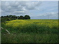 Oilseed rape crop, Manor Farm