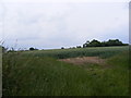 Field near the footpath to The Causeway (School Road)