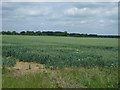 SK8982 : Crop field off Ingham Road by JThomas