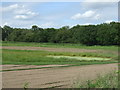 Farmland towards Spring Wood