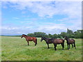 Horses at Ettington