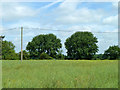 Trees on Downhall Road