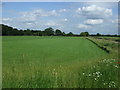 Turf field, Castle Farm