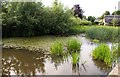 The village pond in Cumnor