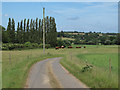 Cows near Ashwell Hall, Finchingfield