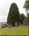 ST2890 : Yew tree bench, St Davids Bettws, Newport by Jaggery