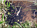 Tadpoles in Kingstown Wildlife Pond