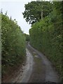 High hedges on the road to Lowton