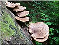 Dryad?s Saddle (Polyporus squamosus)