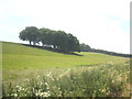 Clump of trees in a field at Chicklade Bottom