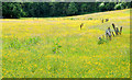 Buttercups, Ballymena (2013-2)