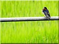 H7477 : Juvenile swallow, Tattykeel by Kenneth  Allen