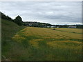 Crop field beside the A921