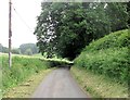 Lane through small wooded area south of Treflach Farm