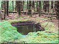 NM8201 : Forest pool by Patrick Mackie