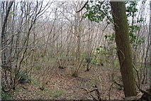 TR1157 : Coppicing, Bigbury Wood by N Chadwick