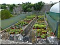 Stackpole Walled Gardens (3)