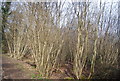 Coppicing, Rowhill Reserve