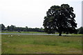 Oak in the paddock by Addington Manor