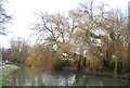 Trees over the Stort