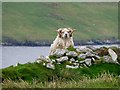 HU3936 : Shetland Ram by Rude Health 