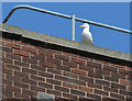 Rooftop gull, Belfast (2013)