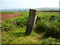 Bingley Moor: Boundary Stone