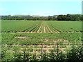 NO7997 : Row crops on the south Deeside river terrace by C Michael Hogan