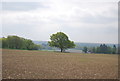 An isolated tree