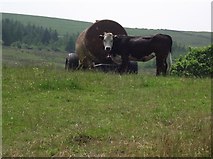 SD7216 : Field, cow, and slurry sprayer by philandju