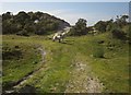 SX5760 : Sheep on Crownhill Down by Derek Harper