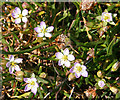 NH9863 : Greater Sea-spurrey (Spergularia media) by Anne Burgess