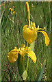 NH9964 : Yellow Flag Iris (Iris pseudacorus) by Anne Burgess