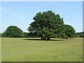 SU9772 : Windsor Great Park, Tree clumps by Alan Hunt