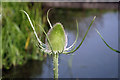 Wild Teasel