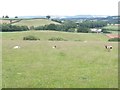 Sheep pasture on Road Hill