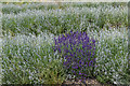 Lavender, Cadwell Farm, Hitchin Lavender, Hertfordshire