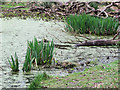 SP9713 : Clumps of Iris start to shoot in April 2010 on Clickmere Pond by Chris Reynolds