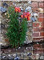 Snapdragons growing on a wall, Belmont Hill, Newport