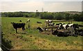 Cattle at Clampit