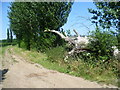 Bleached tree next to footpath