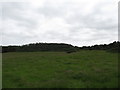 Grazing land and forest at Castleward