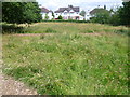 Hay meadow in Fishponds Park