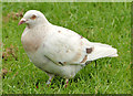 J4187 : Feral pigeon, Carrickfergus (2) by Albert Bridge