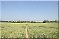 Footpath from Chester Rd to Hodge Lane