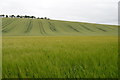 TR1540 : Crop Field towards Lyminge by Julian P Guffogg