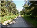 Ringwood Forest, bridleway