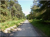 SU1109 : Ringwood Forest, bridleway by Mike Faherty