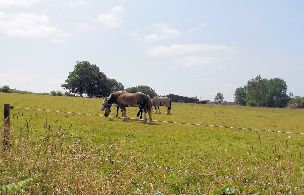 Horses On Warren Farm © Paul Gillett :: Geograph Britain And Ireland